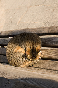 流浪街头猫的又一张肖像图片