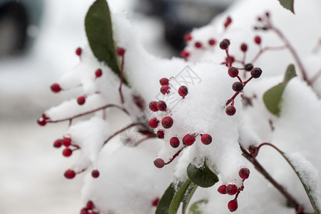 白冬背景有雪树枝背景图片