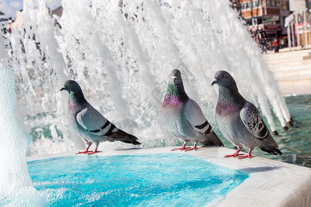 喷泉旁孤独的鸟儿生活在城市环境中图片