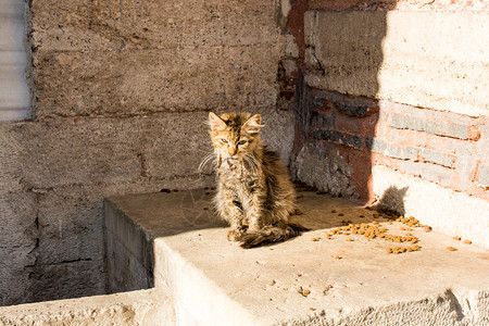 另一幅悲惨流浪街头猫的肖像图片