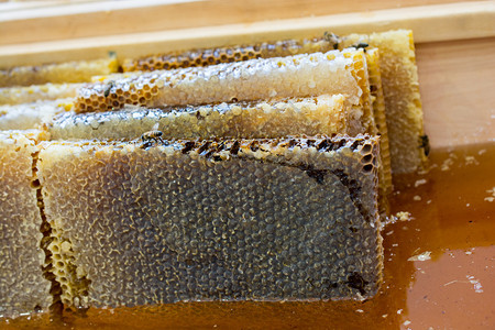 密封梳子架上的甜新鲜蜂蜜图片