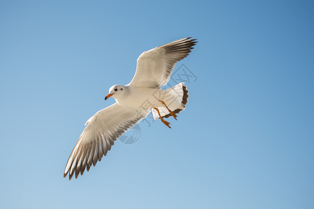 单海鸥以蓝天为背景在飞行图片