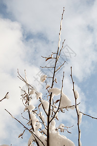 白冬背景有雪树枝图片