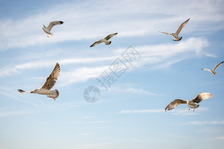 海鸥在天空背景中飞翔图片