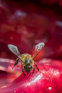 蜜蜂食用丰富多彩的干果浆蜜蜂食用干果浆图片