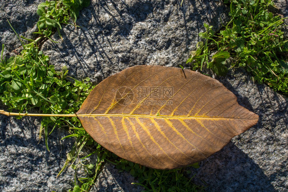 一个单独的干叶子在观视中秋天的一个单独干叶子图片