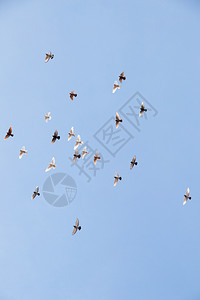 鸟群在蓝天空中飞翔图片