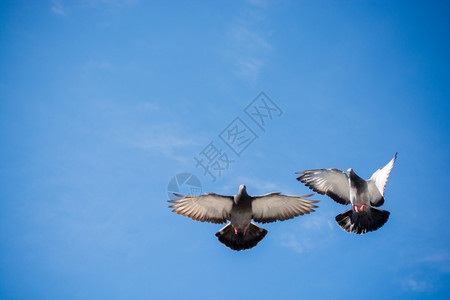 双鸽在空中飞翔双鸽在空中翅膀张开图片