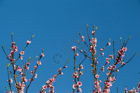 春天树上开花春天树上盛开五颜六色的花图片