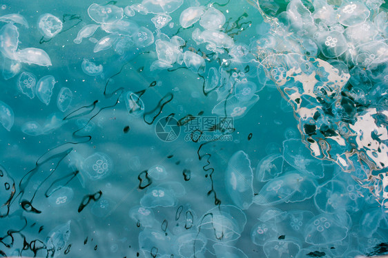 一群水母一群淡蓝色的海蜇图片