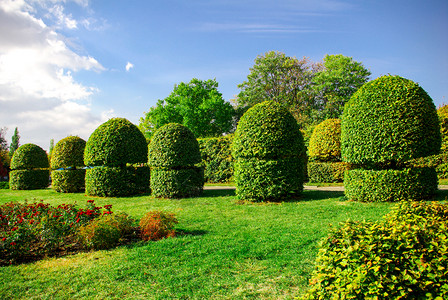 半圆形树绿花园里的背景图片