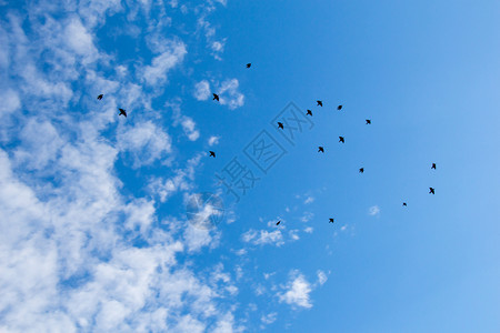 鸟儿在天空中飞翔图片