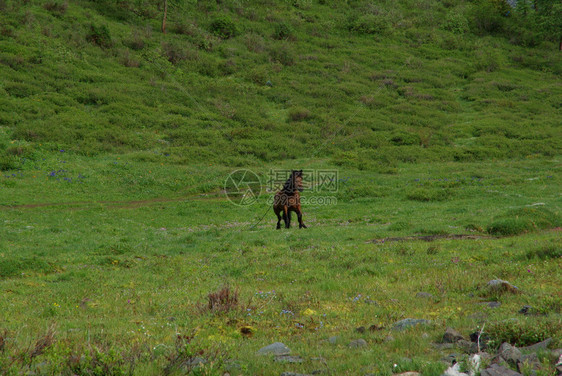 马在野生的绿草中棕马在村里野生的中在生的中图片