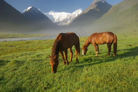 马在野生的绿草中棕马在村里野生的中在生的中图片