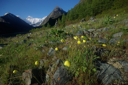 山地峰峡谷坡上的石块高地山坡上的石块图片