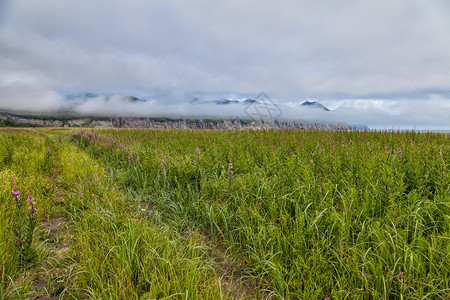 堪察卡的花岗岩森林和田野堪察卡的自然兰森林和田地堪察卡半岛的景观和光辉象图片