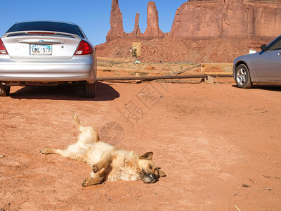 美国亚利桑那州古迹谷2013年5月2日背景古迹谷中的狗背景古迹谷中的狗图片