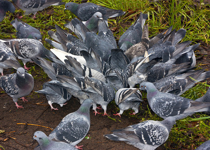 城里常见的蓝灰色鸽子城里常见的蓝灰色鸽子伯德住在他旁边图片