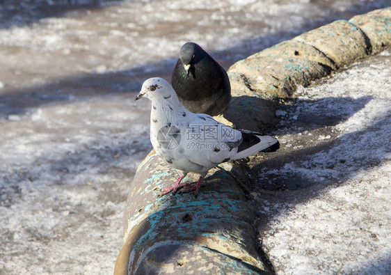 城里常见的蓝灰色鸽子城里常见的蓝灰色鸽子伯德住在他旁边图片
