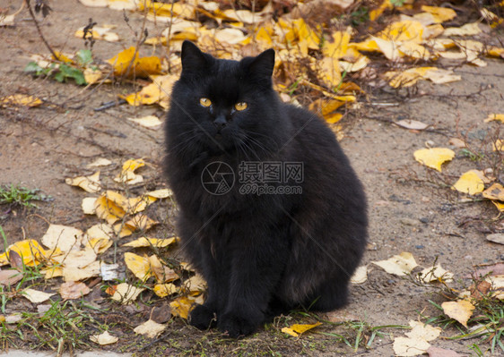 黑漂亮的猫小图片