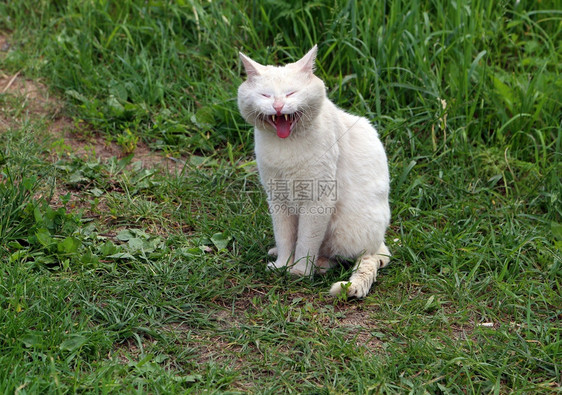 猫毛宠物春季游戏猫家里最喜欢的宠物图片