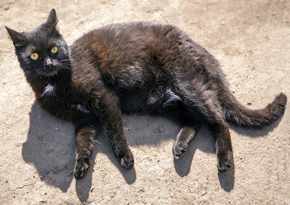 猫毛宠物春季游戏猫家里最喜欢的宠物图片