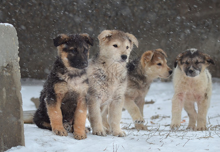 所有人都宠物忠诚的朋友和好保安狗宠物冬雪中的狗街上走图片