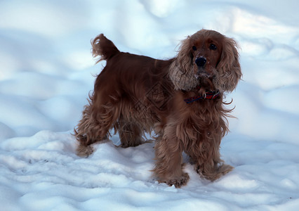 狗在冬天的雪中狗所有的人宠物狗在冬天的雪中狗在街上散步图片
