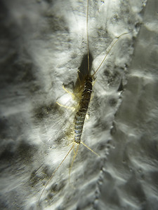 昆虫LepismasaccharinaThermobiadomestica银鱼银鱼正常生境中的家蝇Lepismasacchari图片