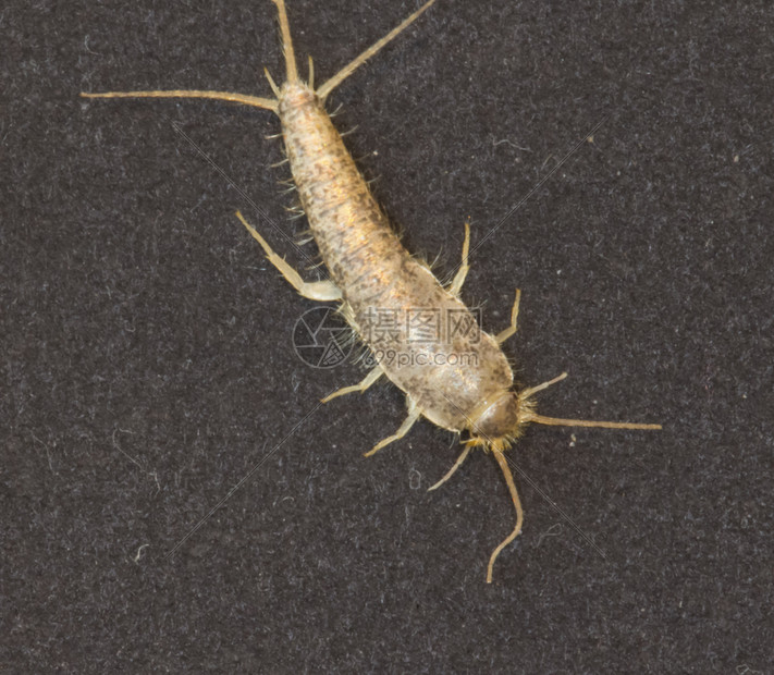 昆虫lepismasaccharinathermobiadomestica银鱼银鱼正常生境中的家蝇