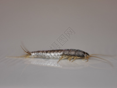 昆虫lepismasaccharinathermobiadomestica银鱼银鱼正常生境中的家蝇