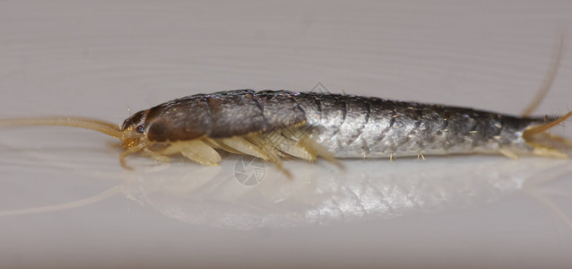 昆虫LepismasaccharinaThermobiadomestica银鱼银鱼正常生境中的家蝇Lepismasacchari图片