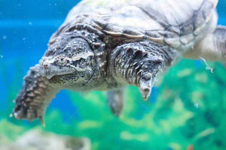 乌龟在水族馆里旧的乌龟慢向下漂浮高清图片下载-正版图片306890574-摄图网