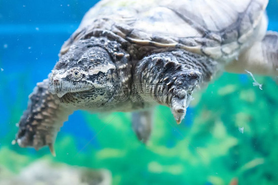 乌龟在水族馆里旧的乌龟慢向下漂浮图片