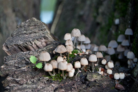 波甘卡一群白色的小不可食用蘑菇图片