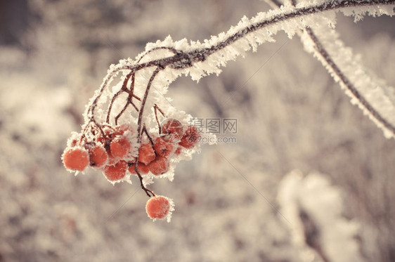 冬莓红山灰在冰盖上图片