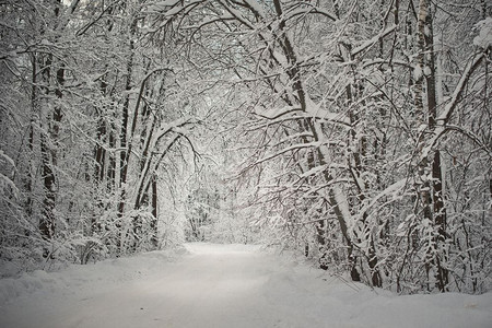 俄罗斯中地冬季森林的景观图片