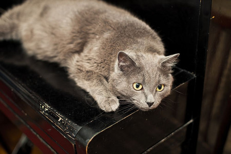 蓝猫在钢琴上繁殖猫在钢琴上图片