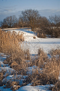 路边长满了芦苇1012号公路边有芦苇的冬季景观1012号公路边有芦苇的冬季景观图片