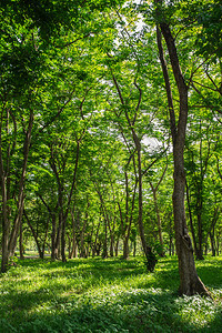 秋林树自然绿木阳光影子背景图片