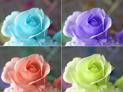 流行艺术风格彩色玫瑰拼贴图片