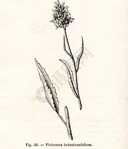 复古花卉插图意大利约1891年意大利1891年左右的老佛手花插画图片