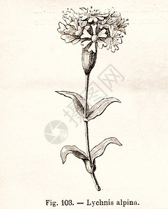 传统鲜花插图VintageLychnisAlpina鲜花插图摘自佛罗拉阿尔皮纳意大利都灵一书意大利都灵189年FratelliR图片