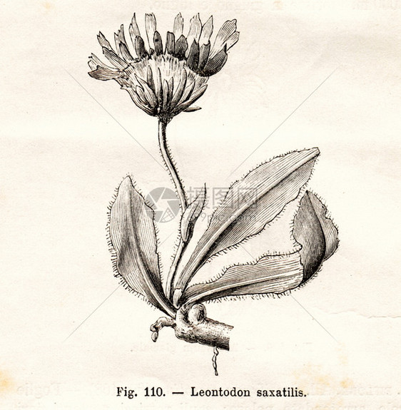 古老鲜花插图VintageLeontodonSaxalitis鲜花插图摘自佛罗拉阿尔皮纳意大利都灵一书意大利都灵189年Frat图片