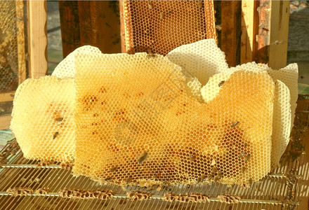 霍尼康普图片蜜蜂和蜂蜜的蜂巢图片