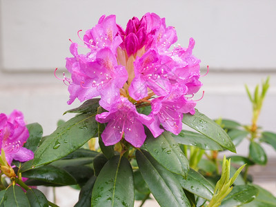 粉色阿萨莱亚花朵粉色阿萨莱亚罗多登山花夏季的朵图片