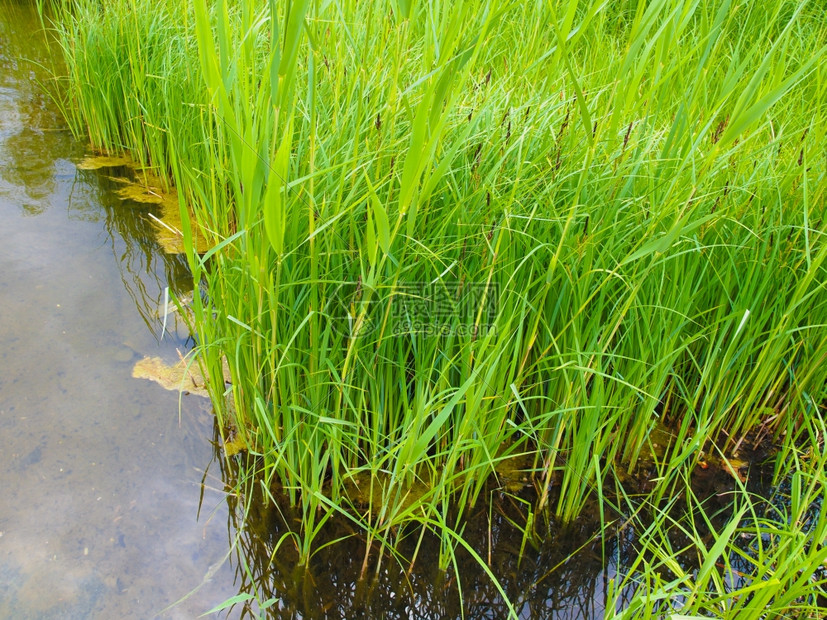 池塘中的绿草