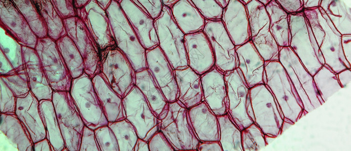 洋葱皮下层显微镜通过观察的洋葱皮下部显微镜的浅光摄影图图片