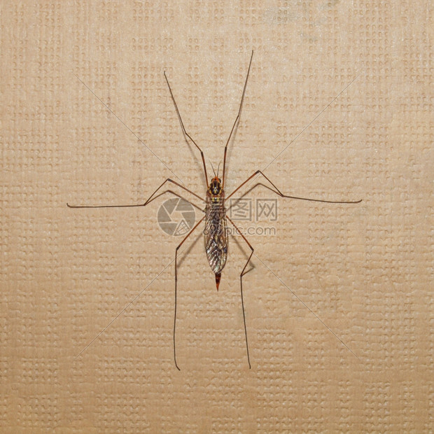 鹤飞昆虫鹤飞蚊双翅目双翅目昆虫又名长腿鹤