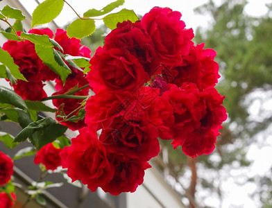 玫瑰红常年花朵灌木葡萄树genusRosaRosaceae图片